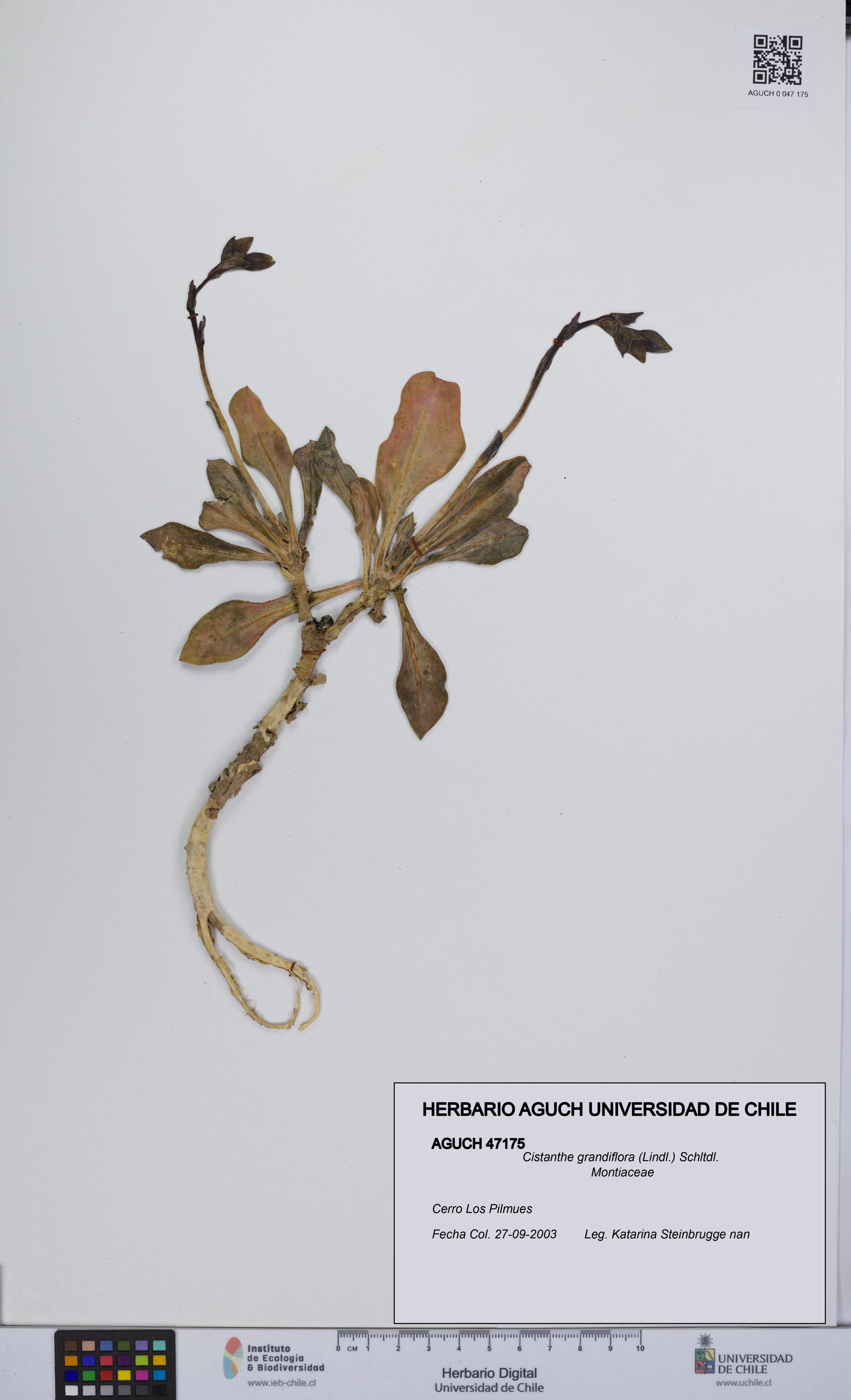 Cistanthe grandiflora [Espécimen: UCH:AGUCH:0047175]