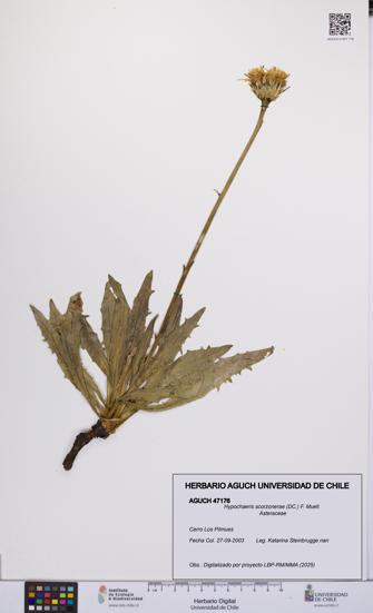Hypochaeris scorzonerae [Espécimen: UCH:AGUCH:0047176]