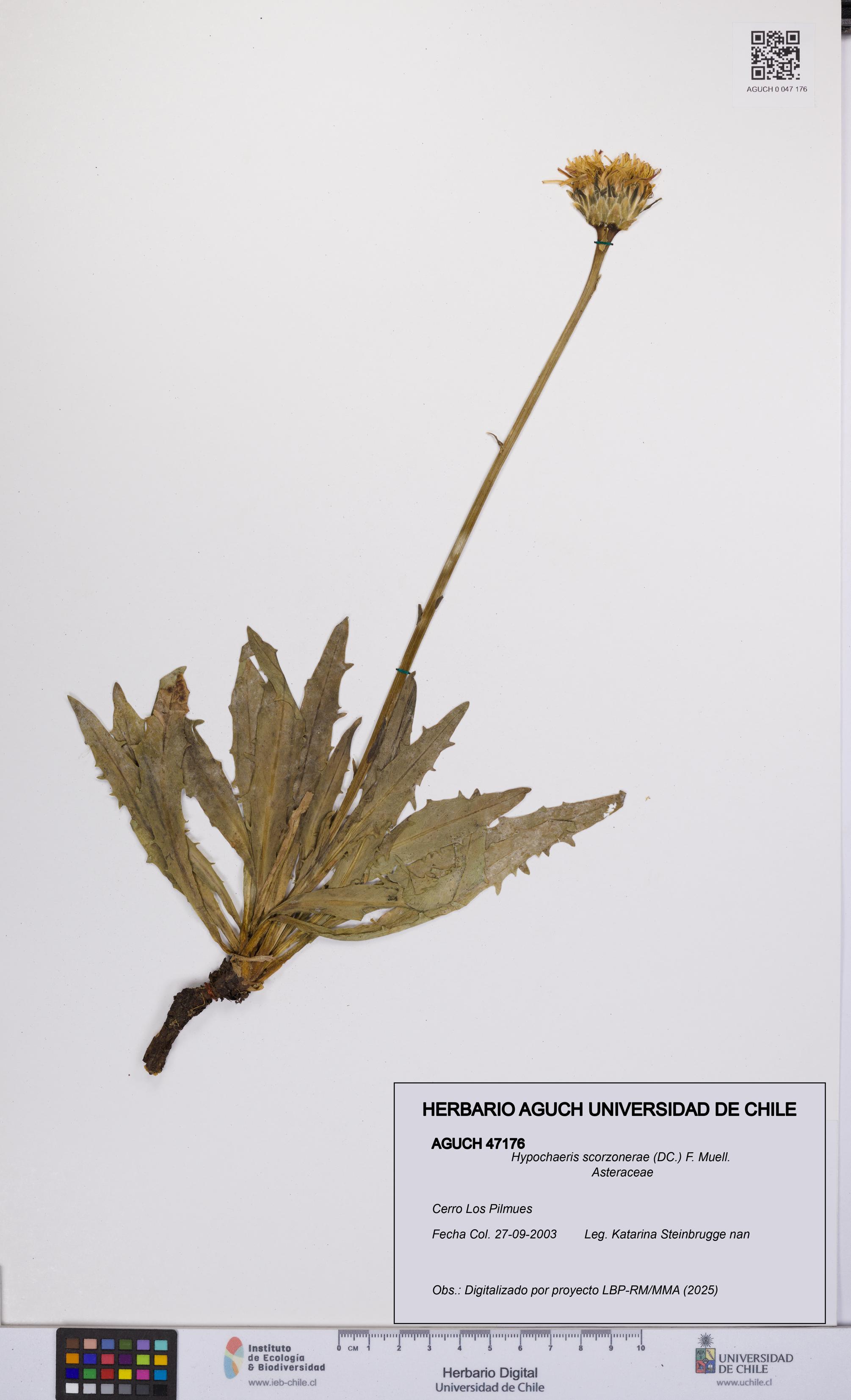 Hypochaeris scorzonerae [Espécimen: UCH:AGUCH:0047176]