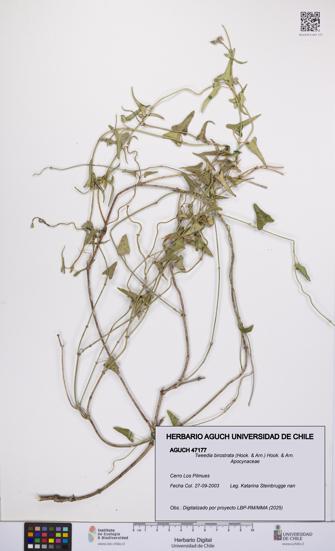 Tweedia birostrata [Espécimen: UCH:AGUCH:0047177]