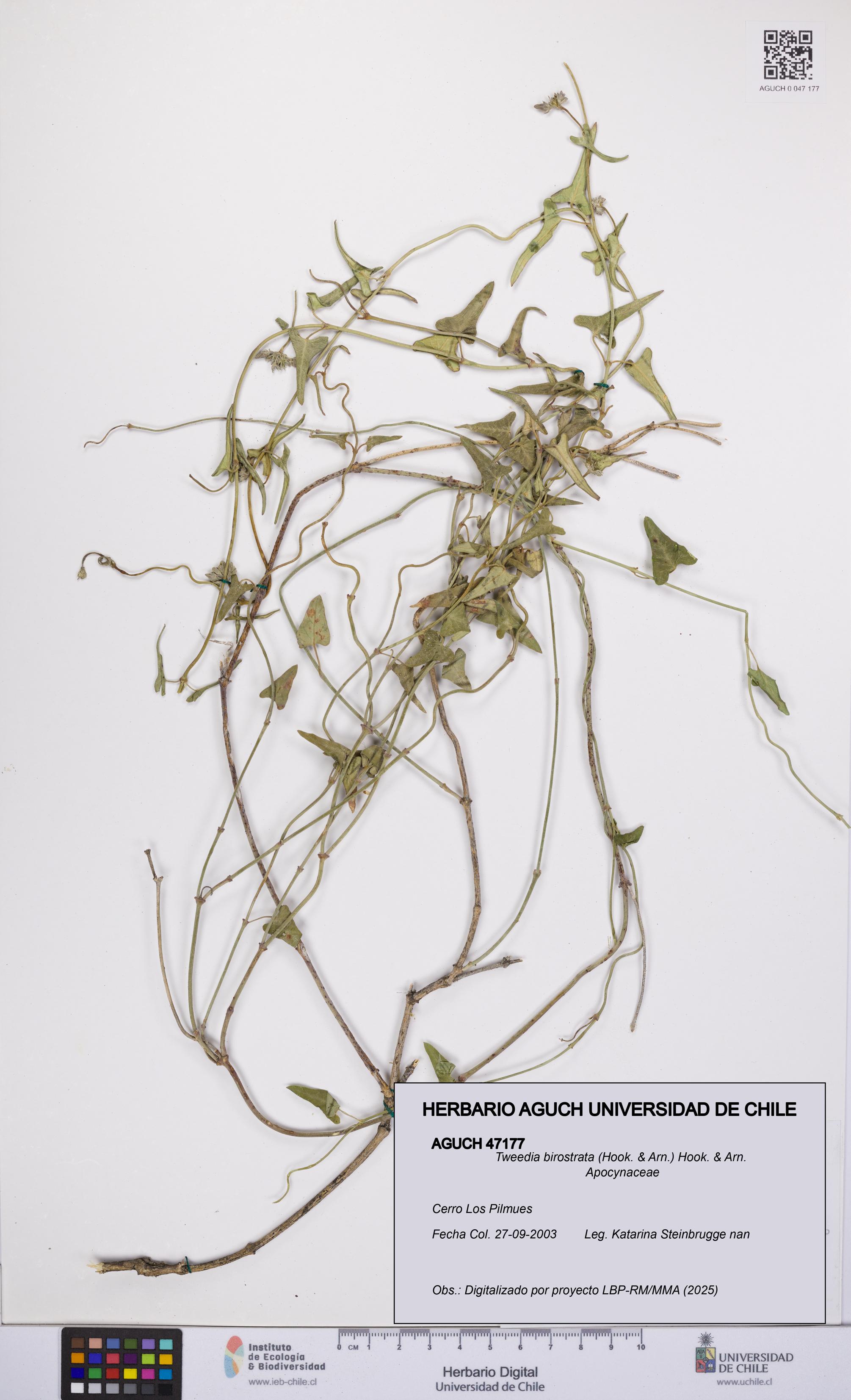 Tweedia birostrata [Espécimen: UCH:AGUCH:0047177]