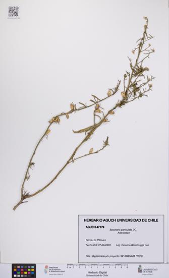 Baccharis paniculata [Espécimen: UCH:AGUCH:0047179]