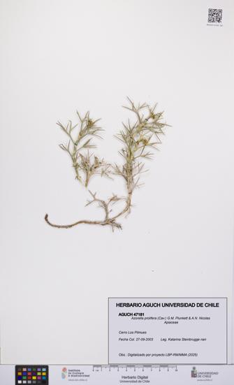 Azorella prolifera [Espécimen: UCH:AGUCH:0047181]