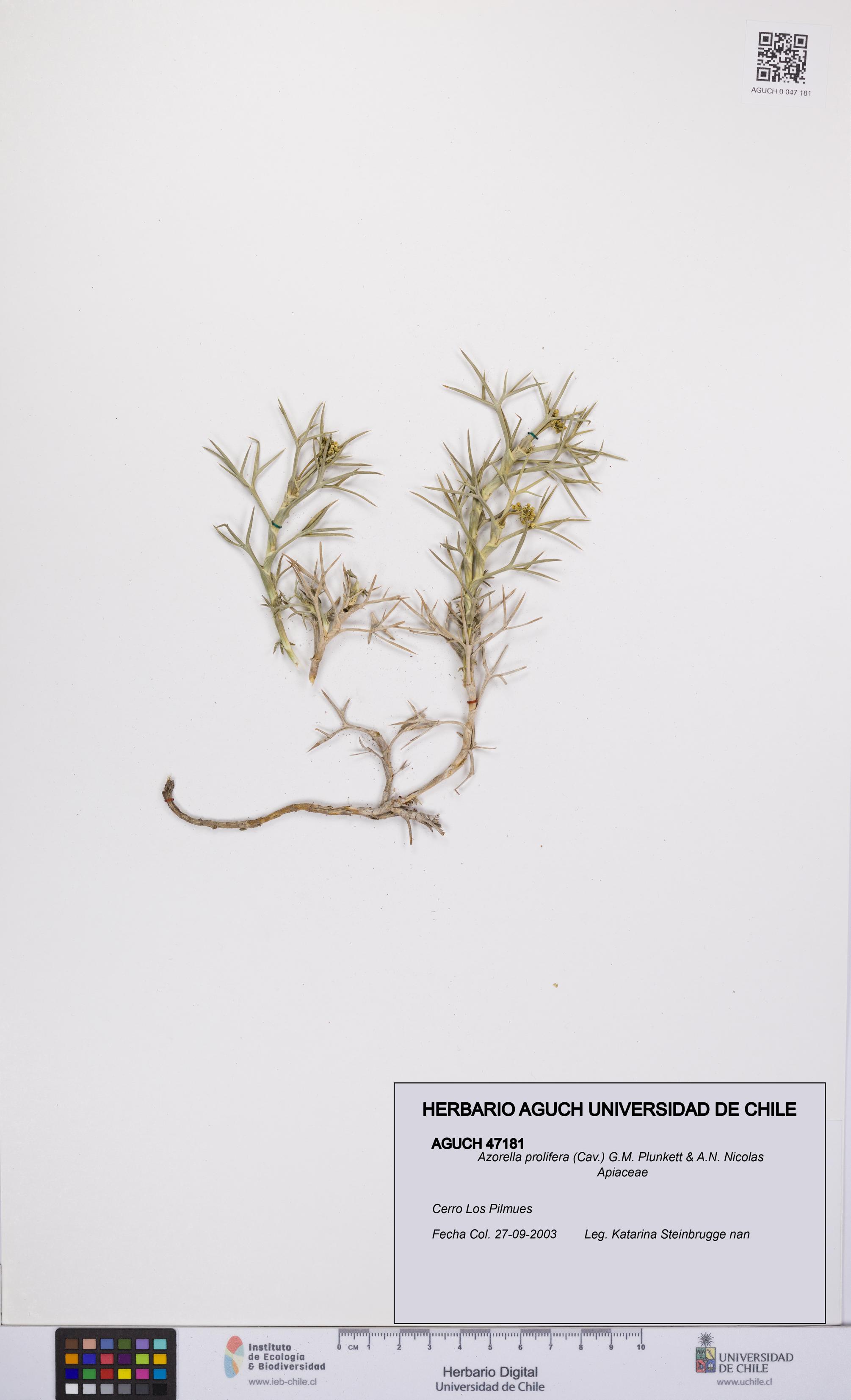 Azorella prolifera [Espécimen: UCH:AGUCH:0047181]