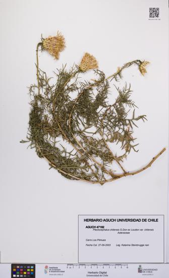 Plectocephalus chilensis var. chilensis [Espécimen: UCH:AGUCH:0047182]