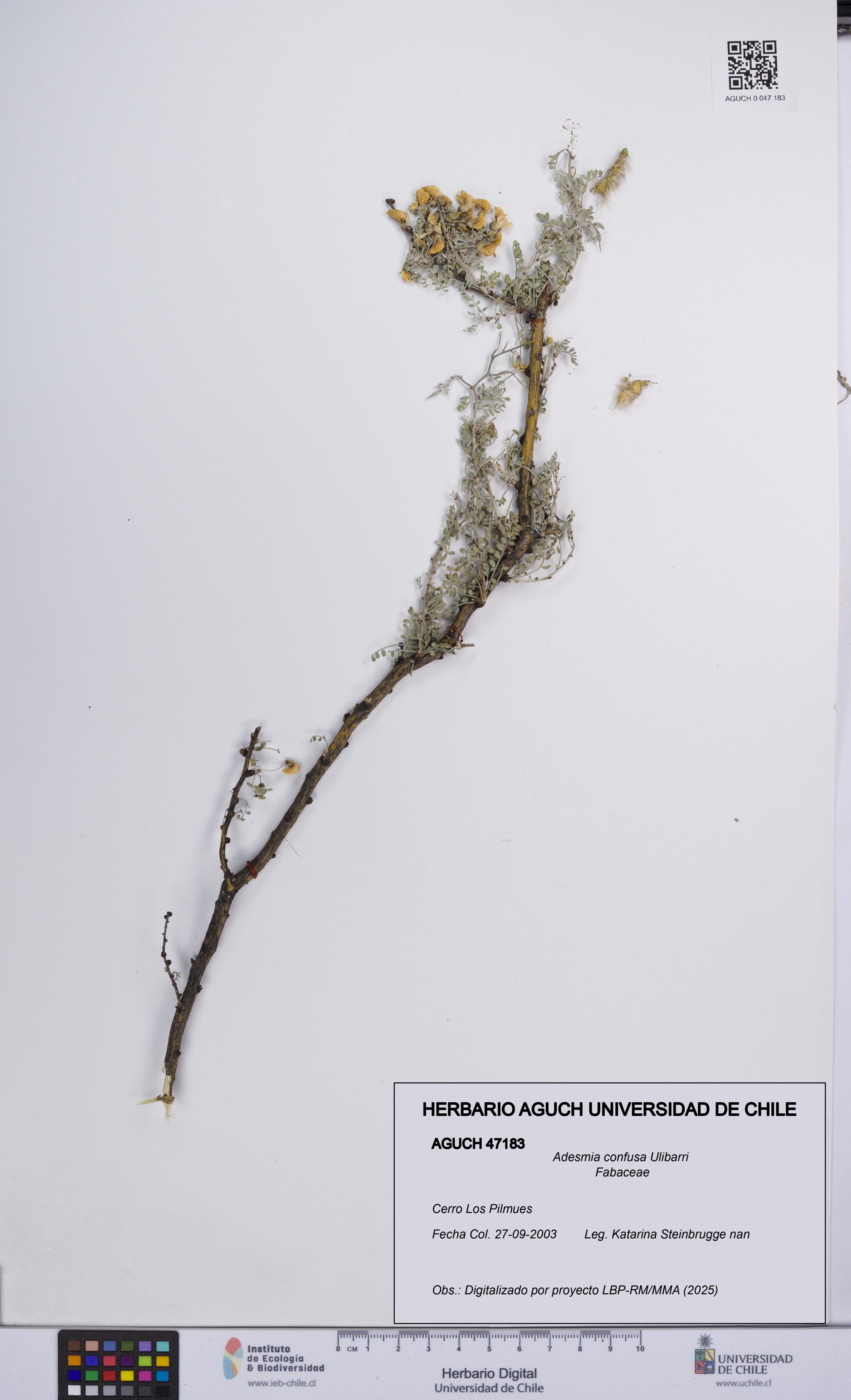 Adesmia confusa [Espécimen: UCH:AGUCH:0047183]