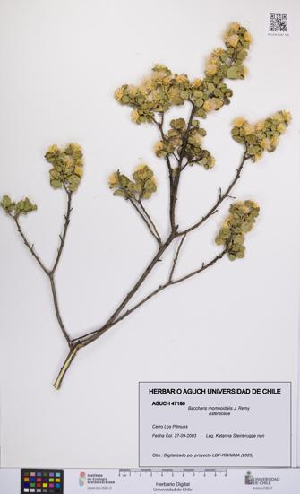 Baccharis rhomboidalis [Espécimen: UCH:AGUCH:0047186]