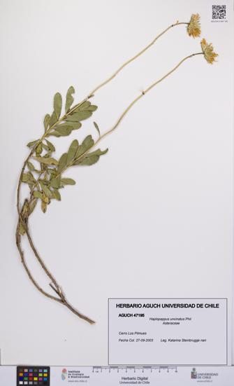 Haplopappus uncinatus [Espécimen: UCH:AGUCH:0047195]