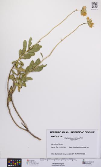 Haplopappus uncinatus [Espécimen: UCH:AGUCH:0047195]