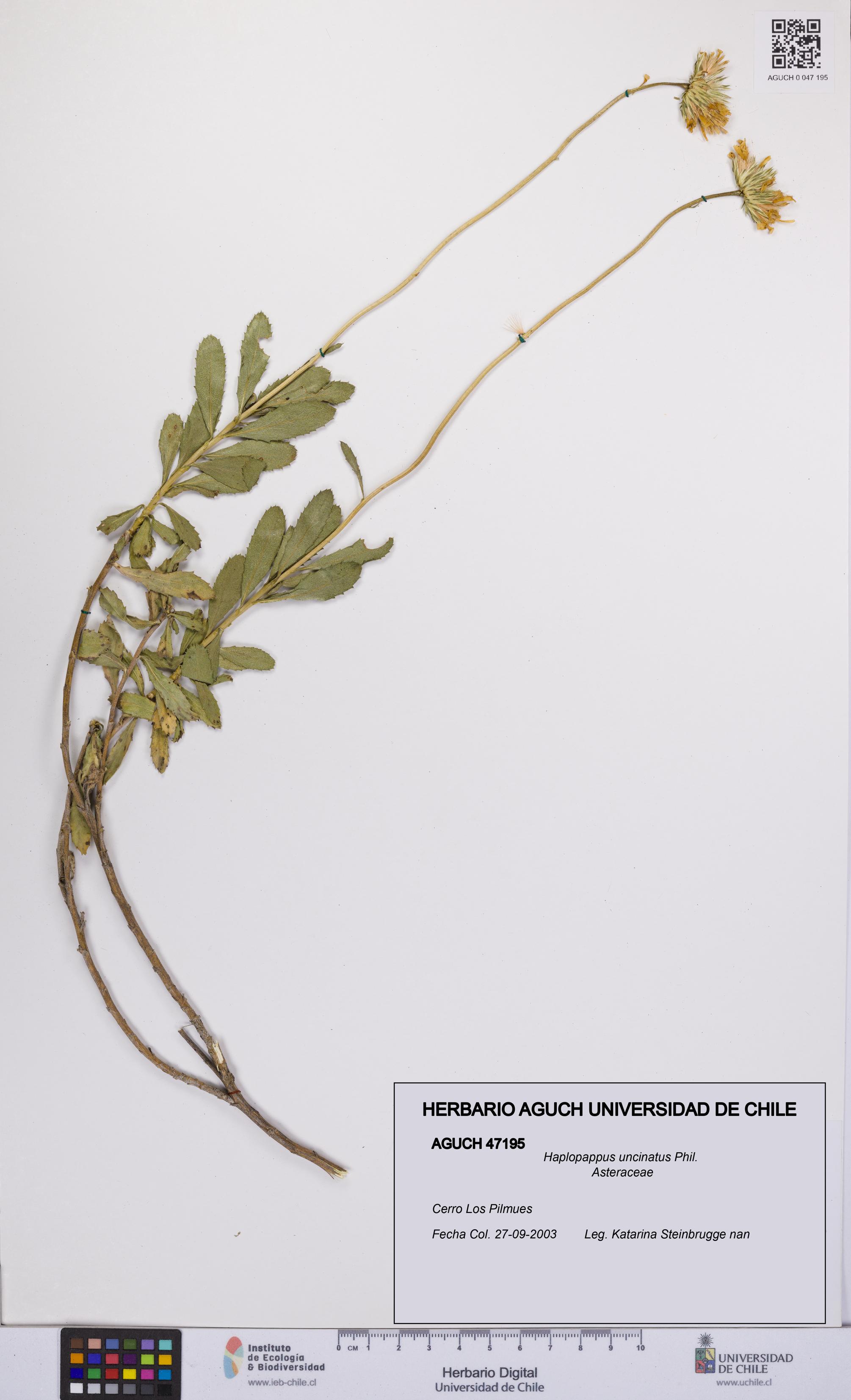 Haplopappus uncinatus [Espécimen: UCH:AGUCH:0047195]