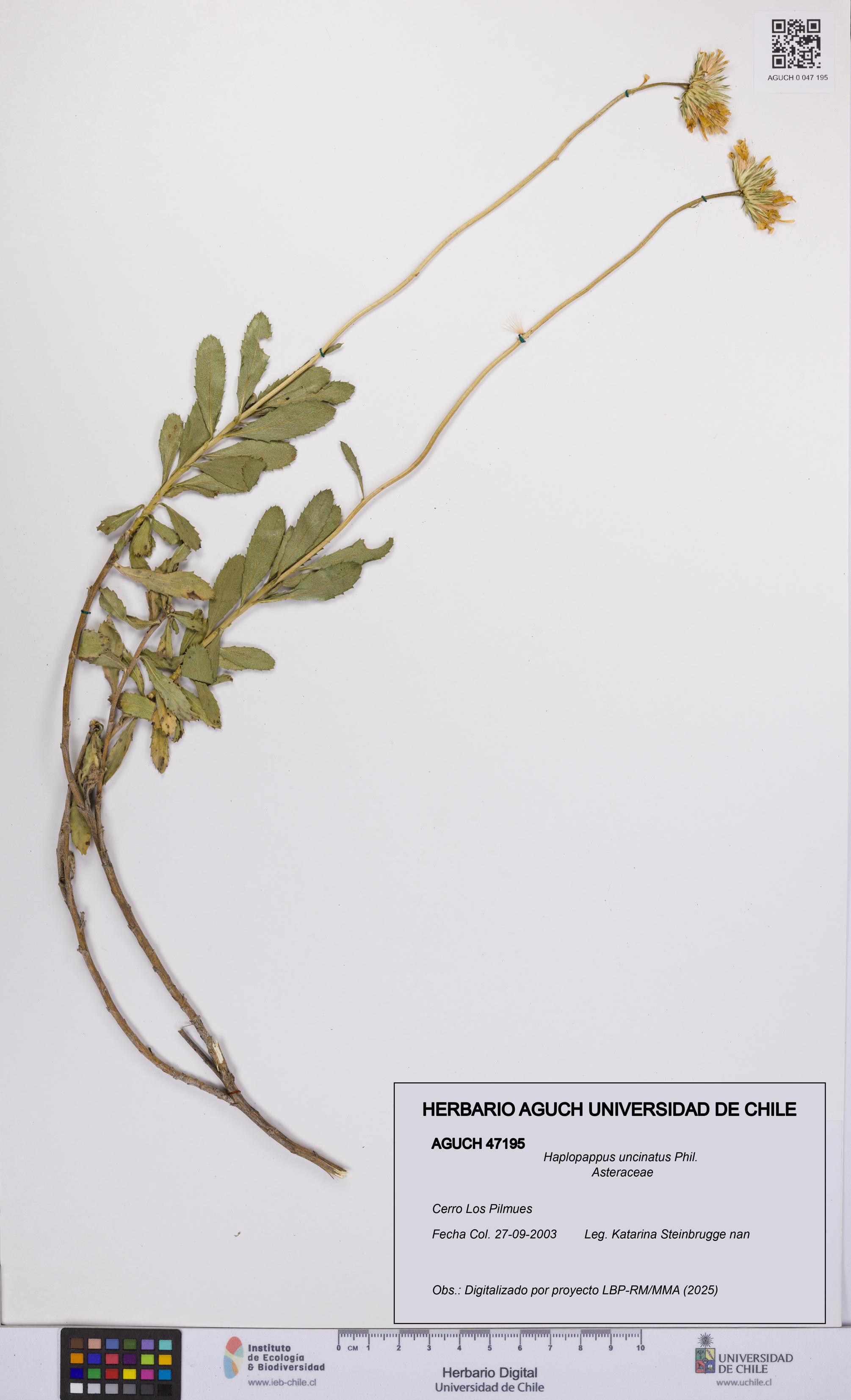 Haplopappus uncinatus [Espécimen: UCH:AGUCH:0047195]