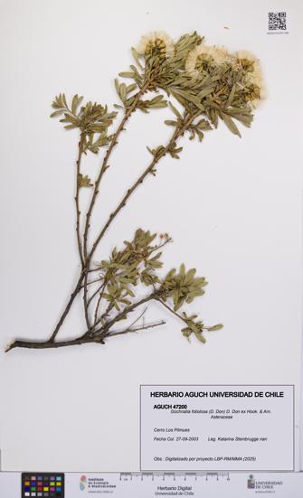 Gochnatia foliolosa [Espécimen: UCH:AGUCH:0047200]