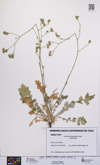 Leucheria hieracioides [Espécimen: UCH:AGUCH:0047211]