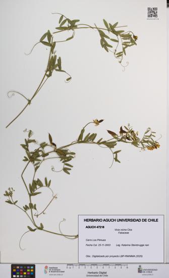 Vicia vicina [Espécimen: UCH:AGUCH:0047218]
