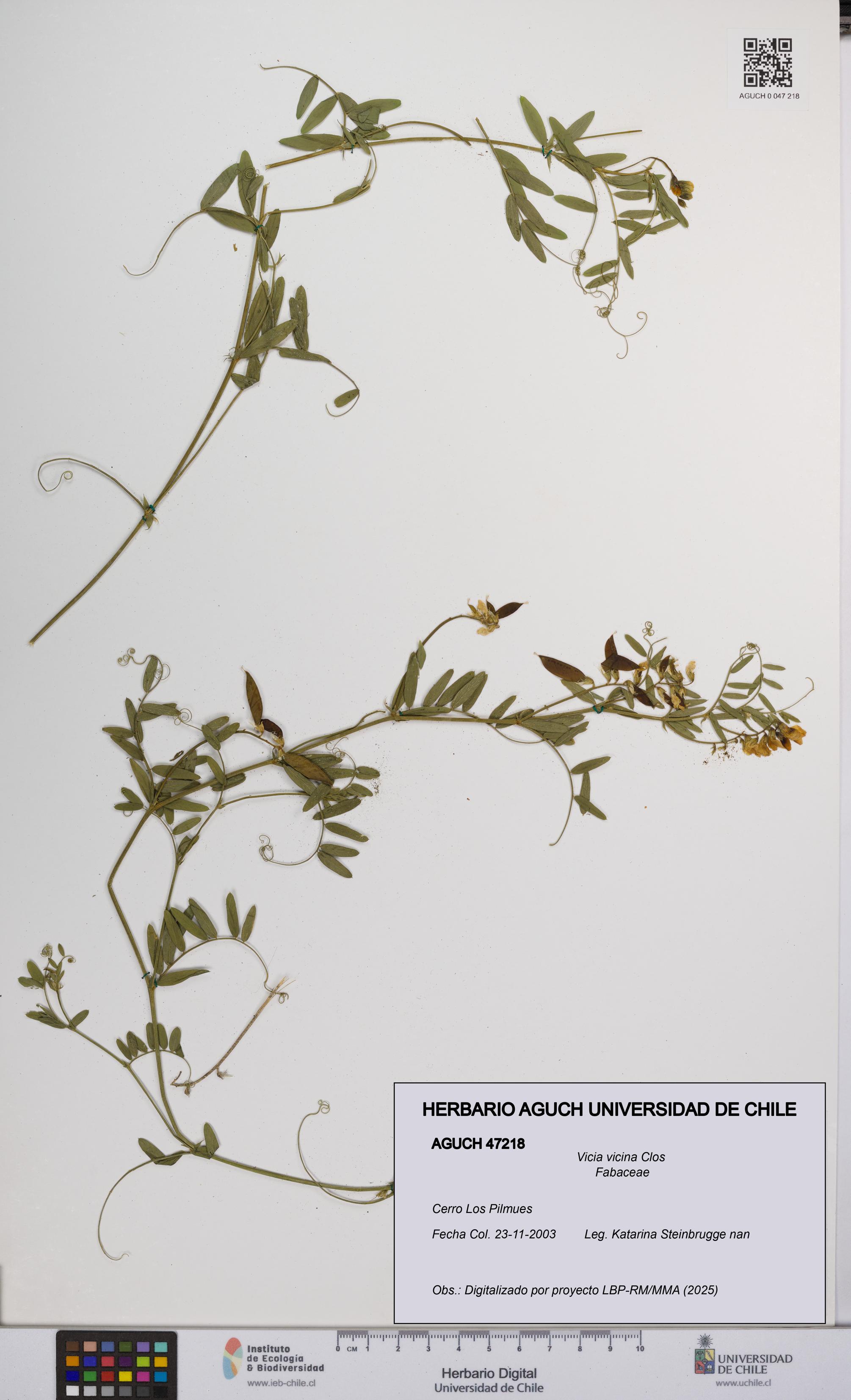 Vicia vicina [Espécimen: UCH:AGUCH:0047218]
