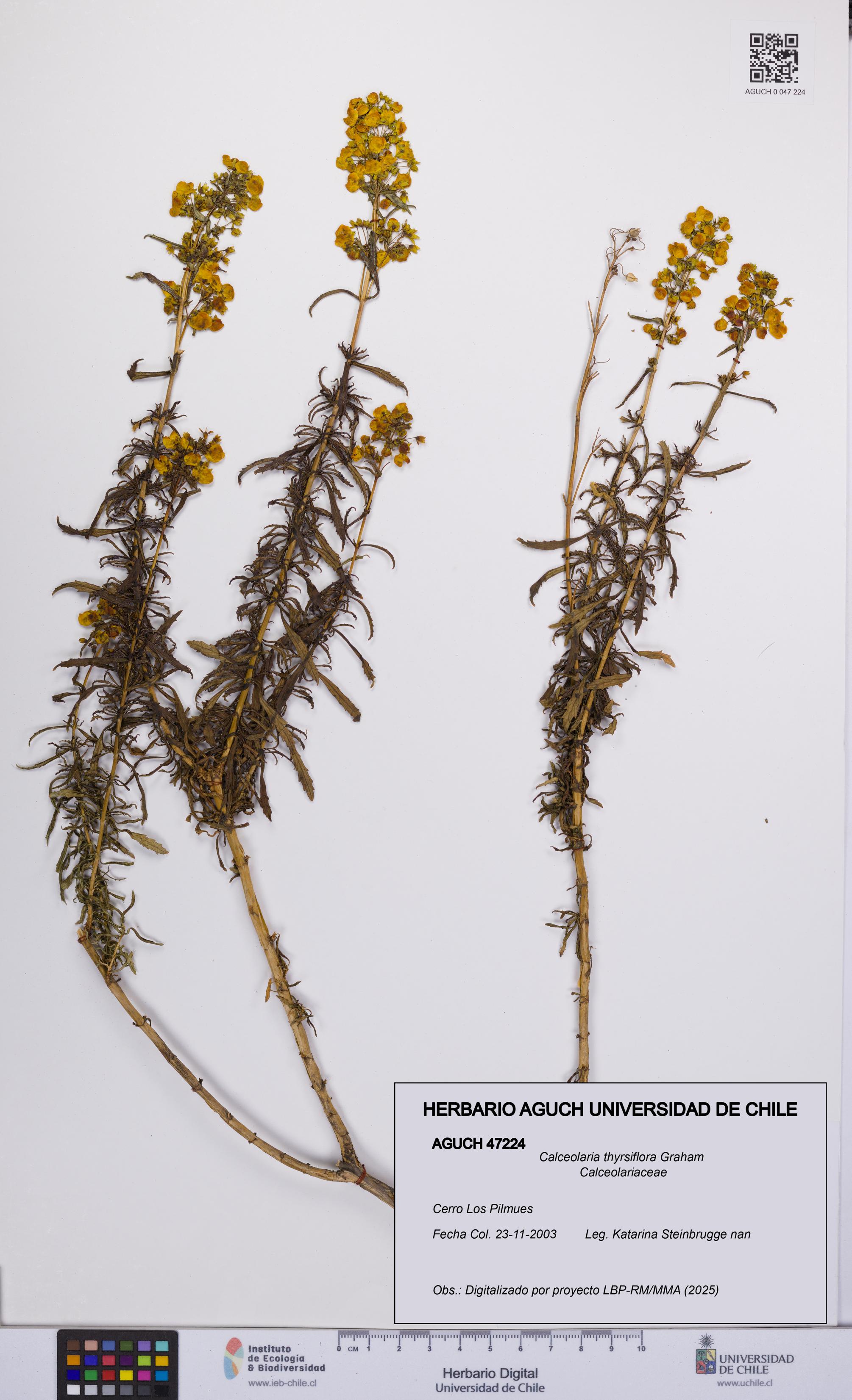 Calceolaria thyrsiflora [Espécimen: UCH:AGUCH:0047224]