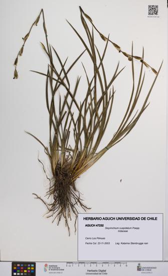 Sisyrinchium cuspidatum [Espécimen: UCH:AGUCH:0047232]