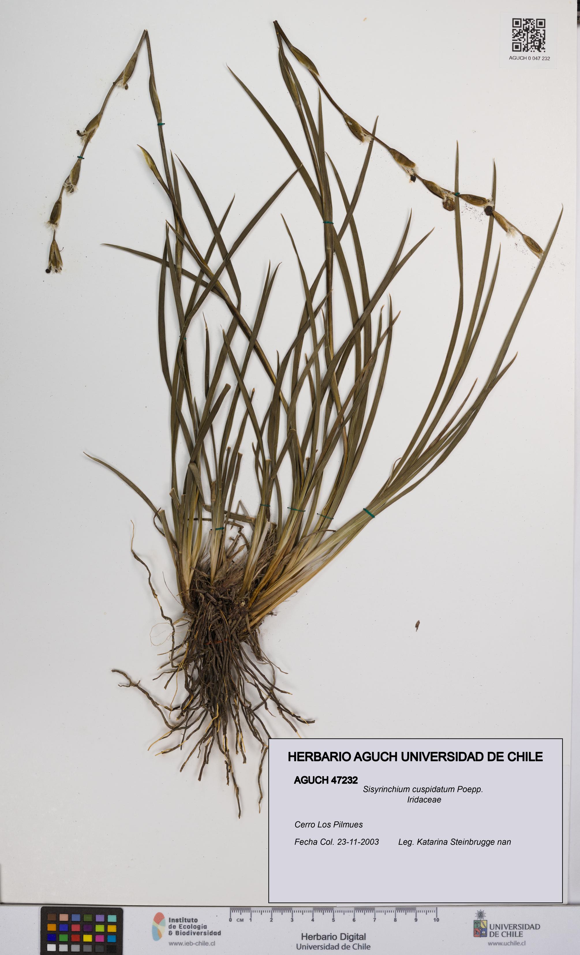 Sisyrinchium cuspidatum [Espécimen: UCH:AGUCH:0047232]