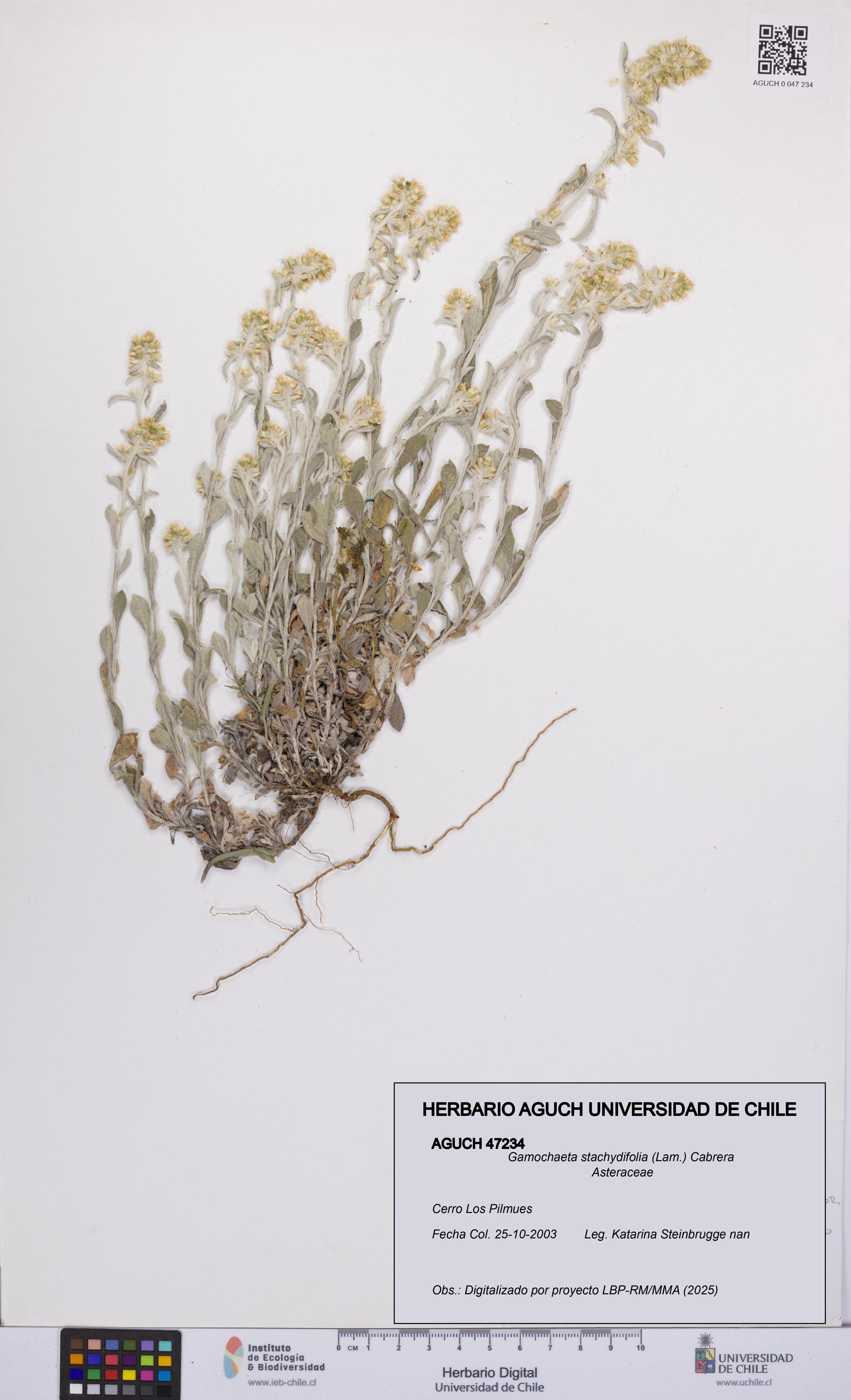 Gamochaeta stachydifolia [Espécimen: UCH:AGUCH:0047234]