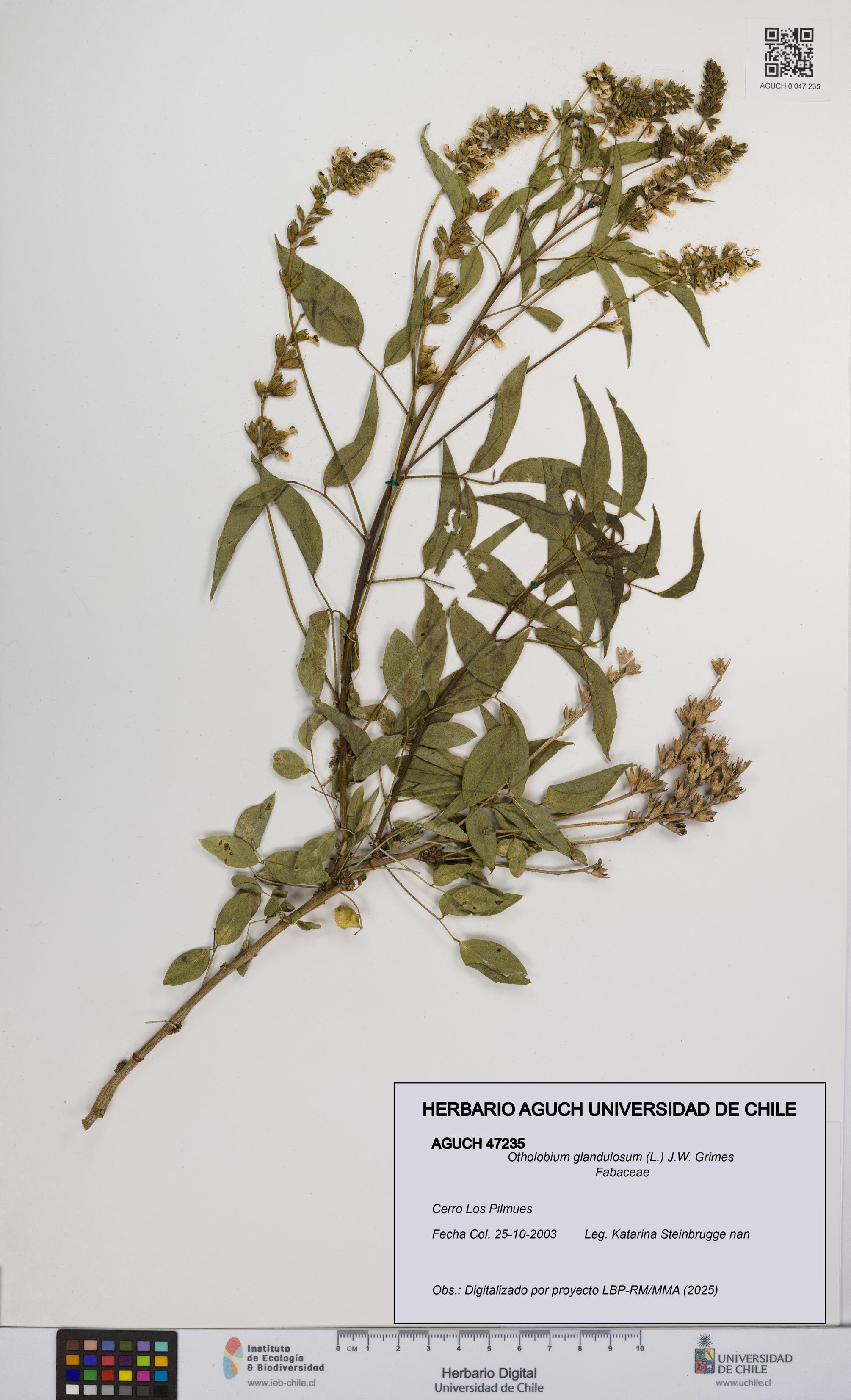 Otholobium glandulosum [Espécimen: UCH:AGUCH:0047235]