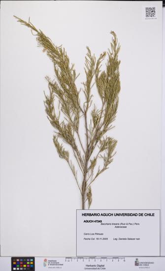 Baccharis linearis [Espécimen: UCH:AGUCH:0047243]