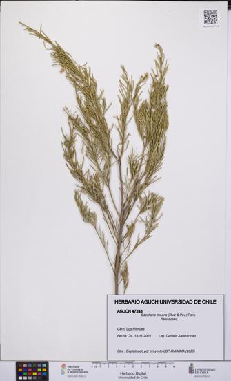 Baccharis linearis [Espécimen: UCH:AGUCH:0047243]