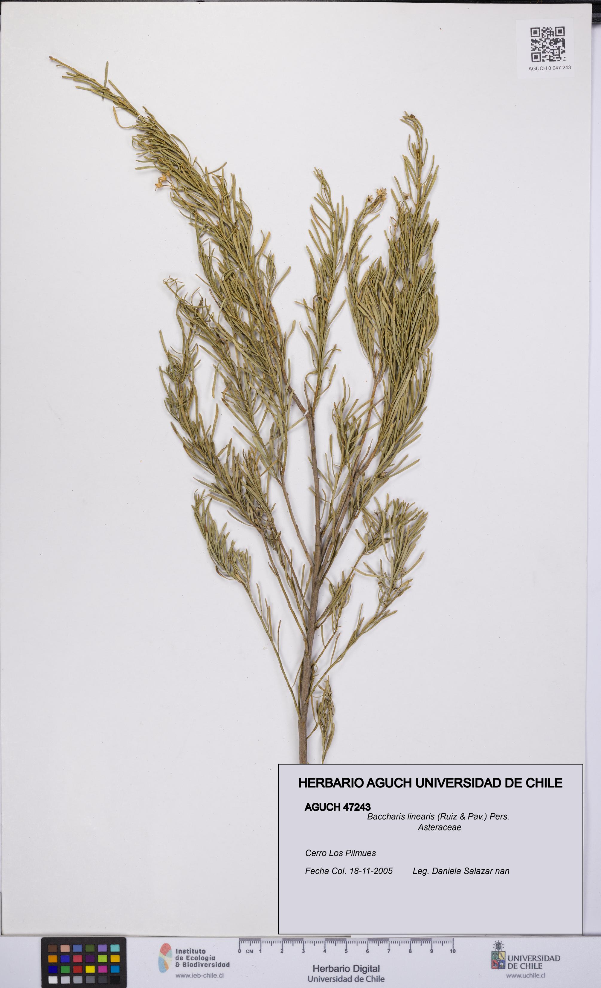 Baccharis linearis [Espécimen: UCH:AGUCH:0047243]