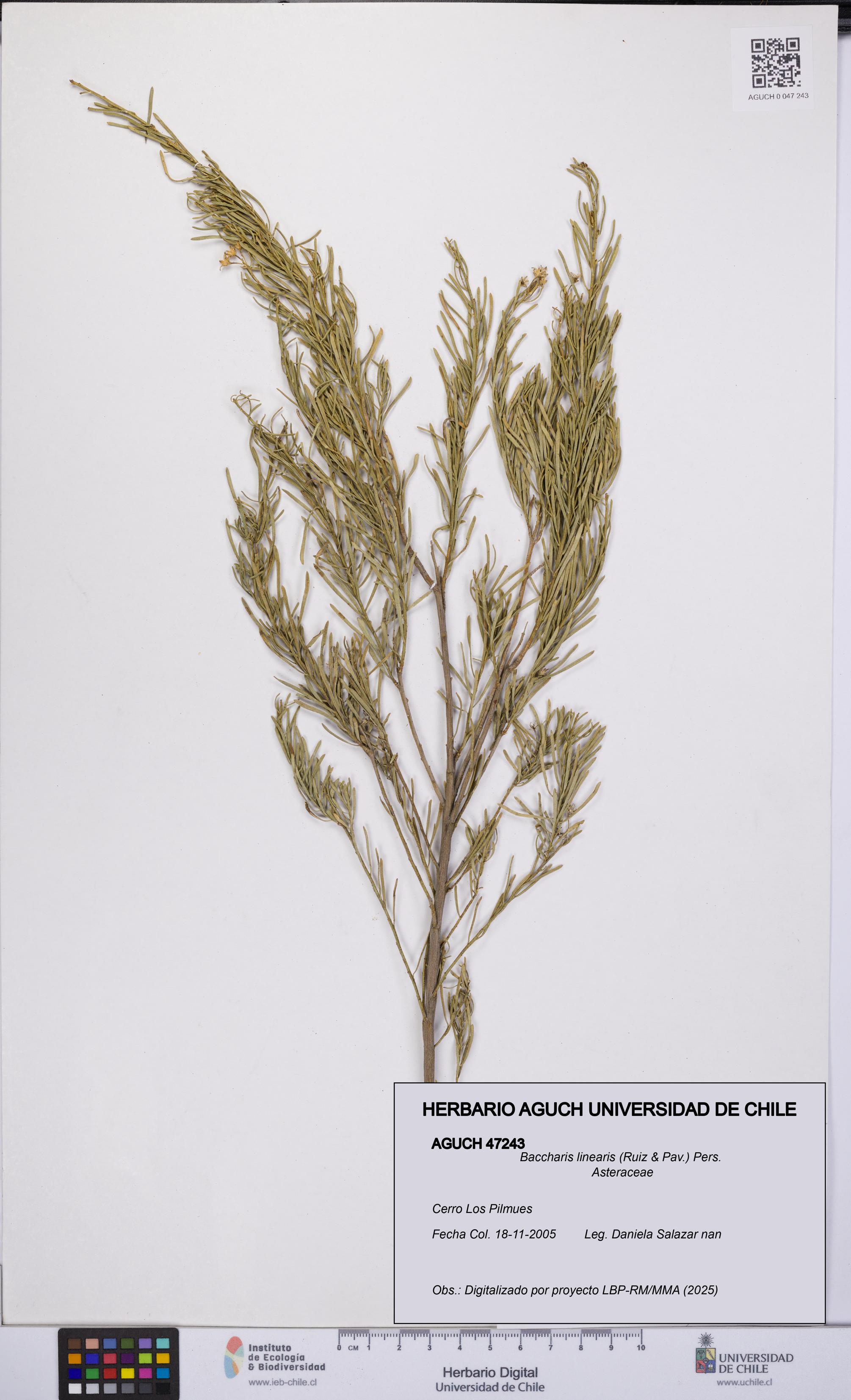 Baccharis linearis [Espécimen: UCH:AGUCH:0047243]