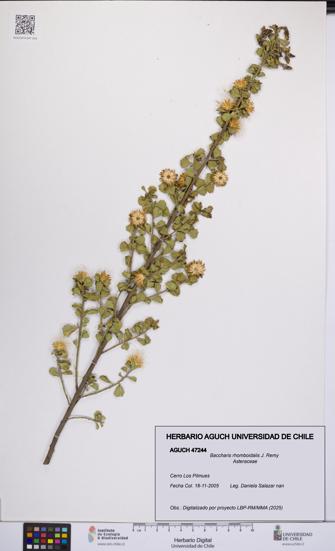 Baccharis rhomboidalis [Espécimen: UCH:AGUCH:0047244]