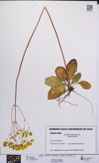 Calceolaria petioalaris [Espécimen: UCH:AGUCH:0047260]