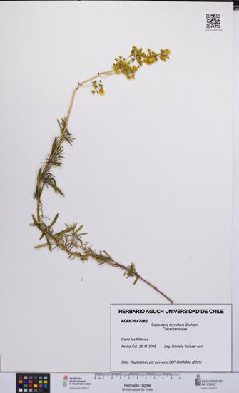 Calceolaria thyrsiflora [Espécimen: UCH:AGUCH:0047262]