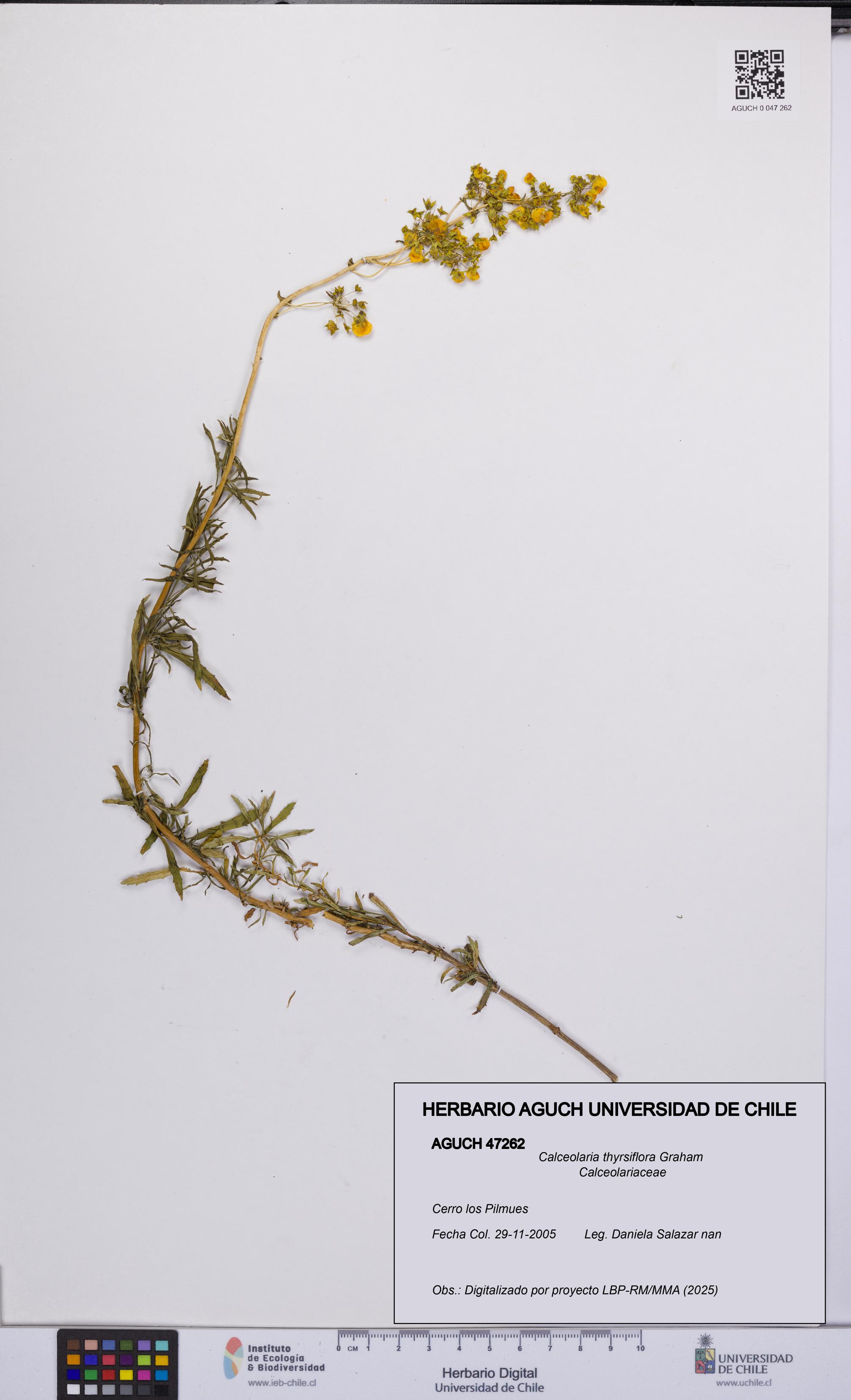 Calceolaria thyrsiflora [Espécimen: UCH:AGUCH:0047262]