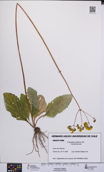 Calceolaria pratensis [Espécimen: UCH:AGUCH:0047264]
