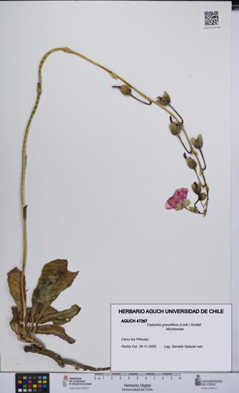 Cistanthe grandiflora [Espécimen: UCH:AGUCH:0047267]