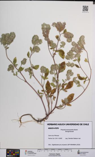 Phacelia brachyantha [Espécimen: UCH:AGUCH:0047275]