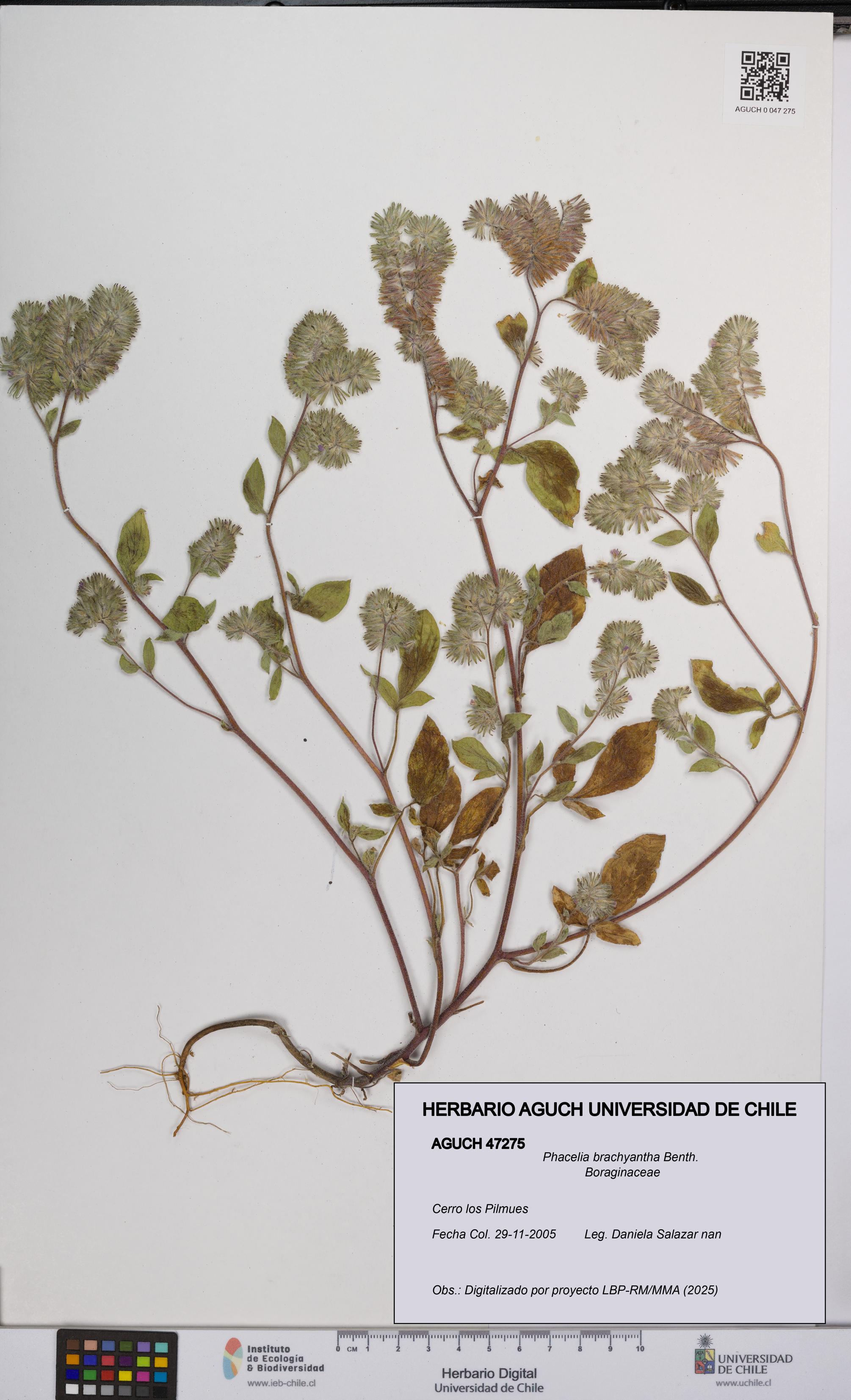 Phacelia brachyantha [Espécimen: UCH:AGUCH:0047275]
