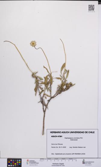Haplopappus uncinatus [Espécimen: UCH:AGUCH:0047281]