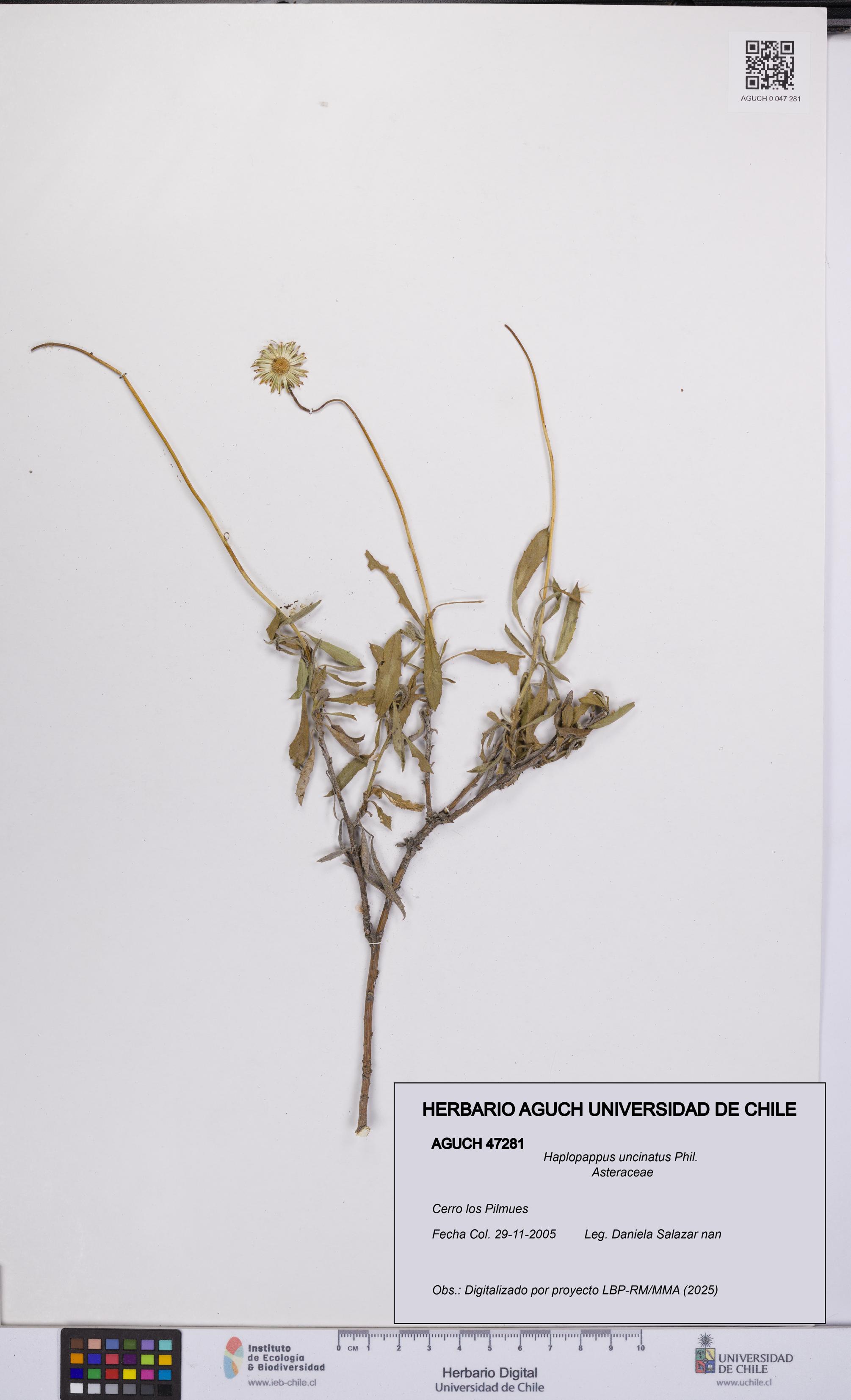 Haplopappus uncinatus [Espécimen: UCH:AGUCH:0047281]