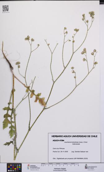 Leucheria tomentosa [Espécimen: UCH:AGUCH:0047284]