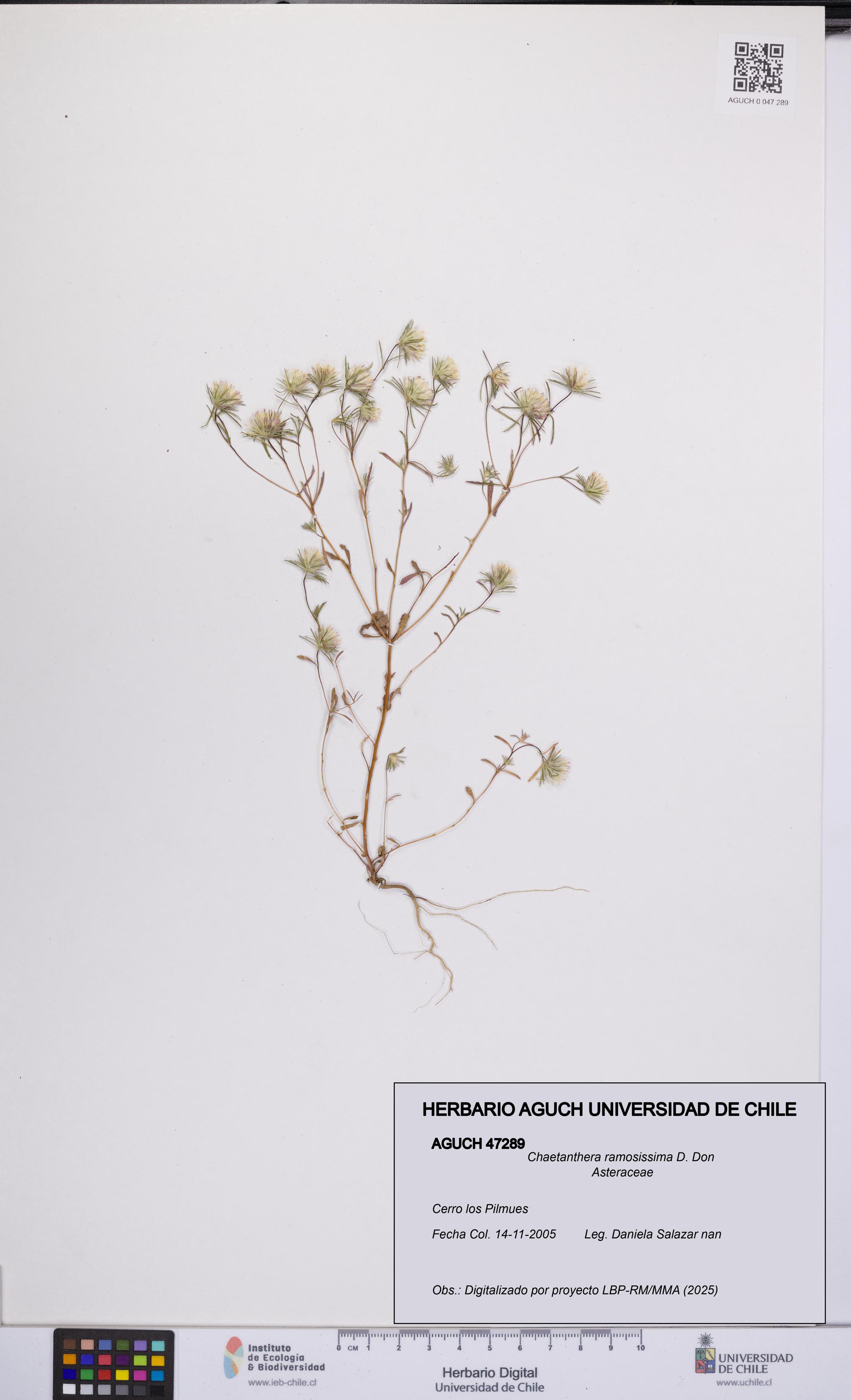 Chaetanthera ramosissima [Espécimen: UCH:AGUCH:0047289]