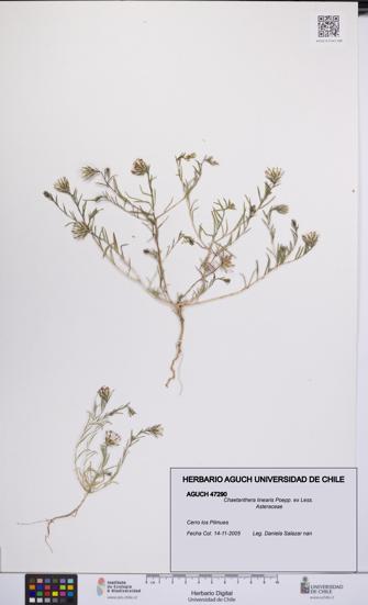 Chaetanthera linearis [Espécimen: UCH:AGUCH:0047290]