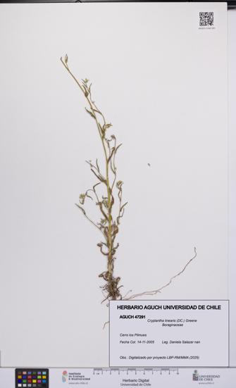 Cryptantha linearis [Espécimen: UCH:AGUCH:0047291]