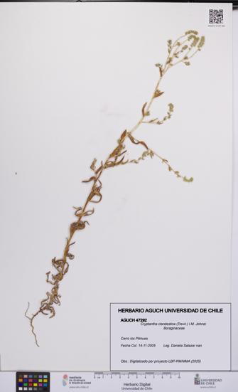 Cryptantha clandestina [Espécimen: UCH:AGUCH:0047292]