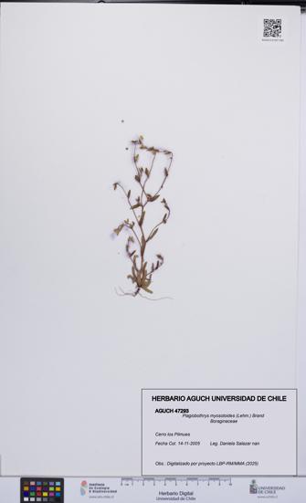 Plagiobothrys myosotoides [Espécimen: UCH:AGUCH:0047293]