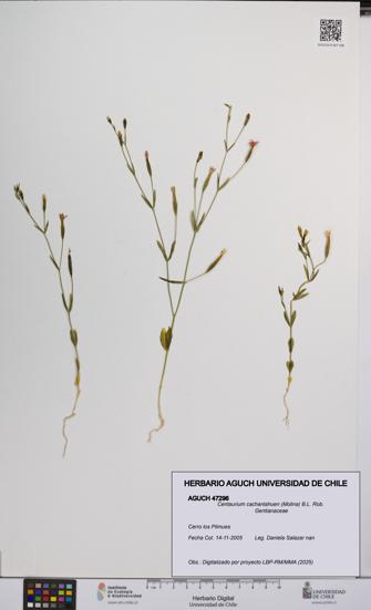 Centaurium cachanlahuen [Espécimen: UCH:AGUCH:0047296]
