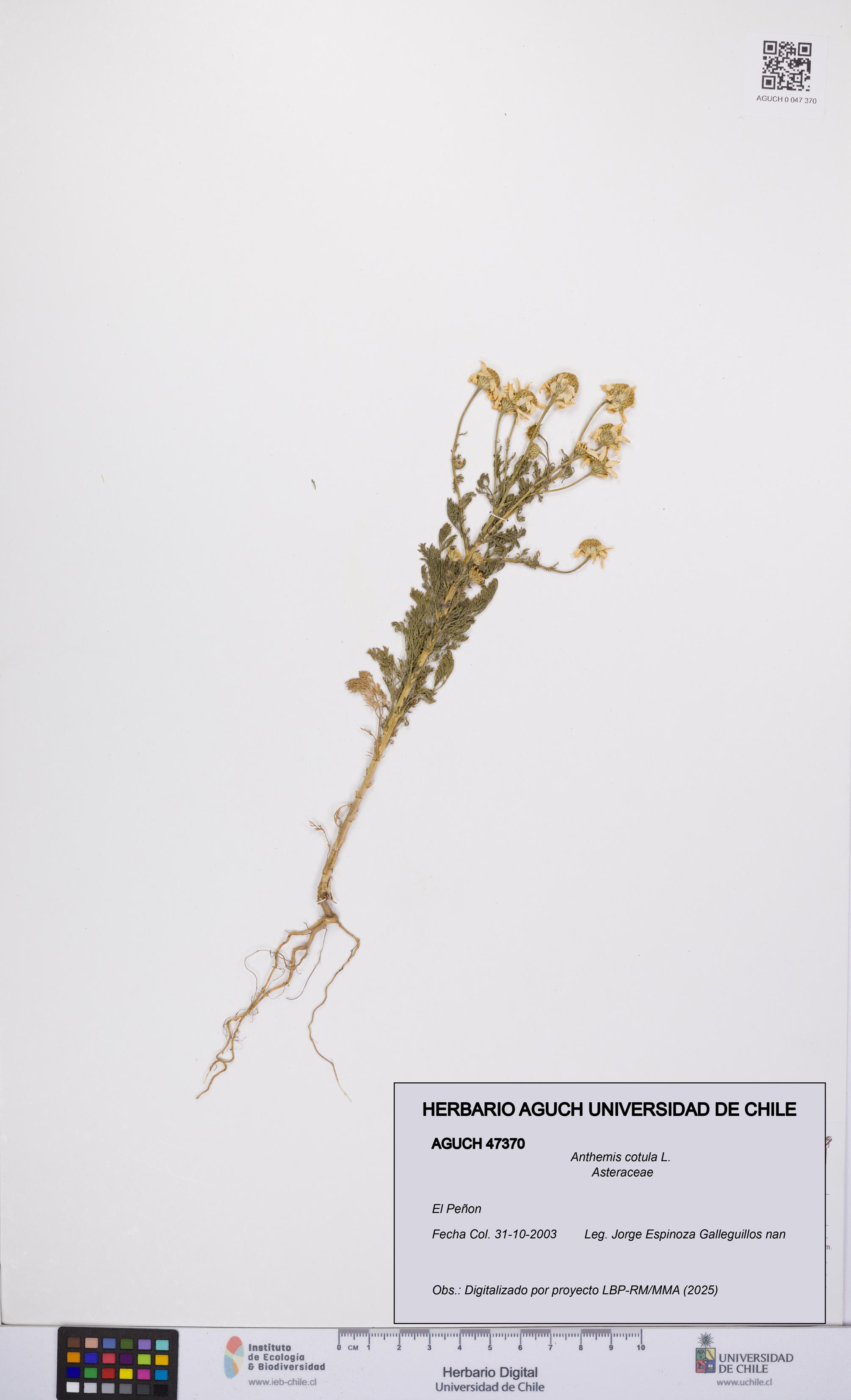 Anthemis cotula [Espécimen: UCH:AGUCH:0047370]