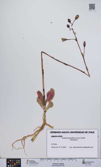 Cistanthe grandiflora [Espécimen: UCH:AGUCH:0047372]