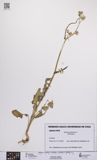 Sonchus tenerrimus [Espécimen: UCH:AGUCH:0047375]