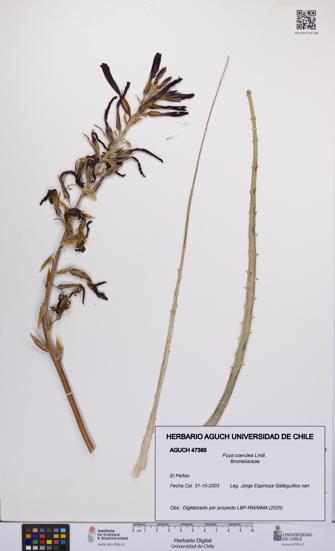 Puya coerulea [Espécimen: UCH:AGUCH:0047385]