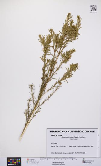 Baccharis linearis [Espécimen: UCH:AGUCH:0047404]